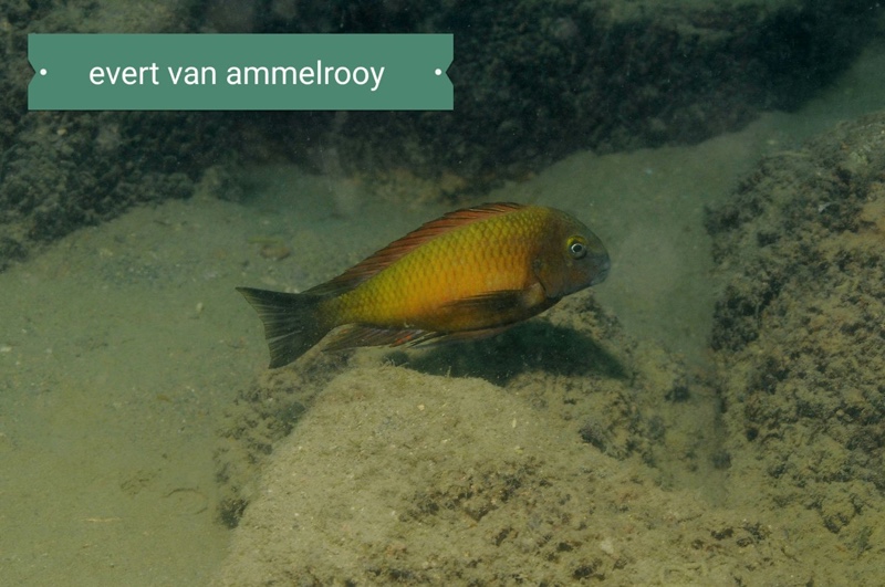 Tropheus sp. 'red' Sumbu